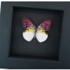 Colotis zoe Madagascar Forest Butterfly Framed Moonlight Display