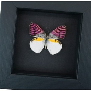 Colotis zoe Madagascar Forest Butterfly Framed Moonlight Display