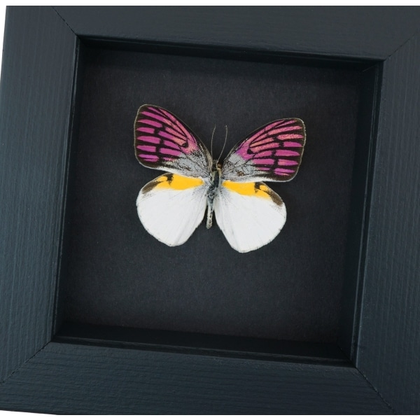 Colotis zoe Madagascar Forest Butterfly Framed Moonlight Display