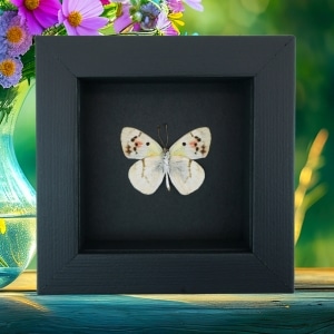 Real Framed Pink Cat Face Butterfly Colotis zoe Female Verso Taxidermy Moonlight Display