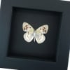 Colotis zoe verso Madagascar Forest Butterfly Framed Taxidermy Moonlight Display