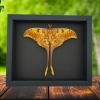 Resting Actias groenendaeli Indonesian Moon Moth Framed Taxidermy Moonlight Display