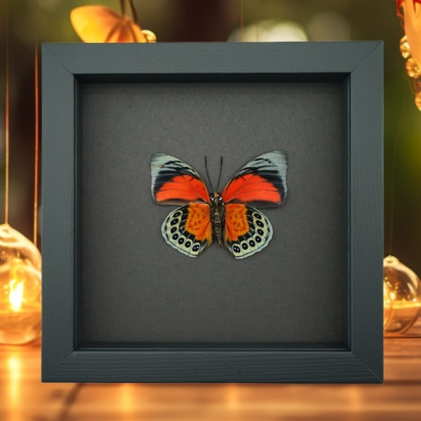 Rare Red Orange Hybrid Butterfly Agrias beatifica lachaumei Agrias claudina lugens male verso Moonlight Display