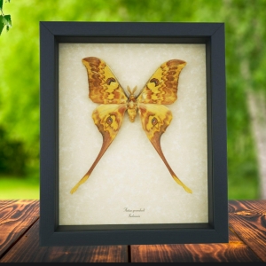 Actias groenendaeli Indonesian Moth Framed Taxidermy Display