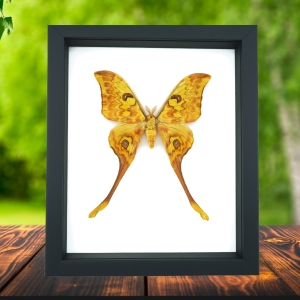Actias groenendaeli Indonesian Moth Framed Taxidermy Classic Black Display