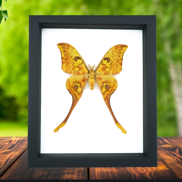 Actias groenendaeli Indonesian Moth Framed Taxidermy Classic Black Display