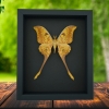 Actias groenendaeli Indonesian Moth Framed Taxidermy Moonlight Display