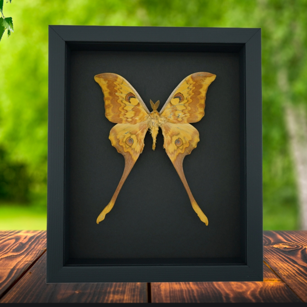 Actias groenendaeli Indonesian Moth Framed Taxidermy Moonlight Display Actias groenendaeli Indonesian Moth Framed Taxidermy Moonlight Display