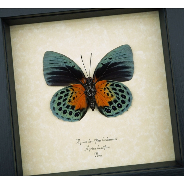 Rare Orange Green Hybrid Butterfly Agrias beatifica Agrias lachaumei Female verso Framed Taxidermy Display