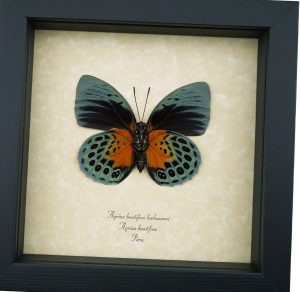 Rare Orange Green Hybrid Butterfly Agrias beatifica Agrias lachaumei Female verso Framed Taxidermy Display