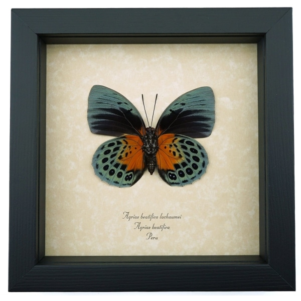 Rare Orange Green Hybrid Butterfly Agrias beatifica Agrias lachaumei Female verso Framed Taxidermy Display