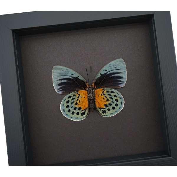 Rare Orange Green Hybrid Butterfly Agrias beatifica Agrias lachaumei verso Framed Taxidermy Moonlight Display