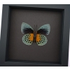 Rare Orange Green Hybrid Butterfly Agrias beatifica Agrias lachaumei verso Framed Taxidermy Moonlight Display