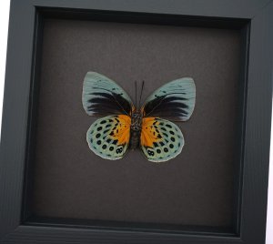 Rare Orange Green Hybrid Butterfly Agrias beatifica Agrias lachaumei verso Framed Taxidermy Moonlight Display