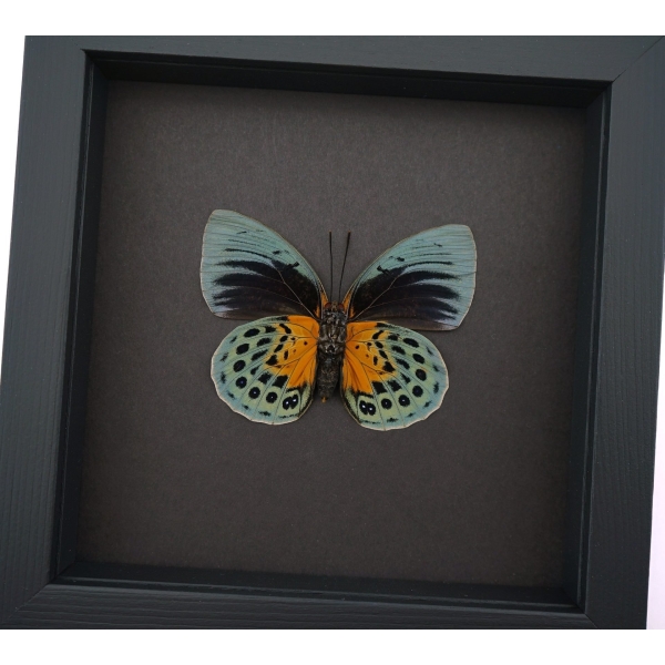 Rare Orange Green Hybrid Butterfly Agrias beatifica Agrias lachaumei verso Framed Taxidermy Moonlight Display
