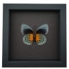 Rare Orange Green Hybrid Butterfly Agrias beatifica Agrias lachaumei verso Framed Taxidermy Moonlight Display