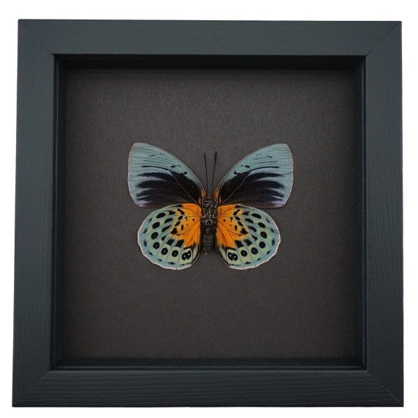 Rare Orange Green Hybrid Butterfly Agrias beatifica Agrias lachaumei verso Framed Taxidermy Moonlight Display