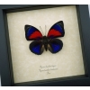 Rare Red Blue Hybrid Butterfly Agrias beatifica lachaumei Agrias claudina lugens Framed Taxidermy Display