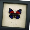 Rare Red Blue Hybrid Butterfly Agrias beatifica lachaumei Agrias claudina lugens Framed Taxidermy Display