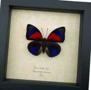 Rare Red Blue Hybrid Butterfly Agrias beatifica lachaumei Agrias claudina lugens Framed Taxidermy Display