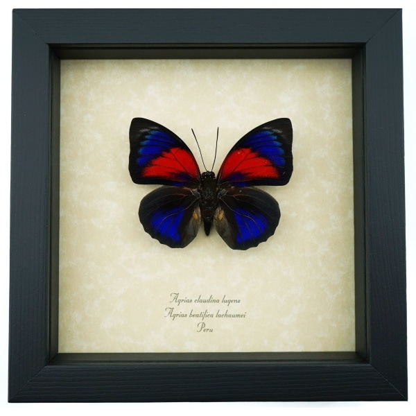 Rare Red Blue Hybrid Butterfly Agrias beatifica lachaumei Agrias claudina lugens Framed Taxidermy Display