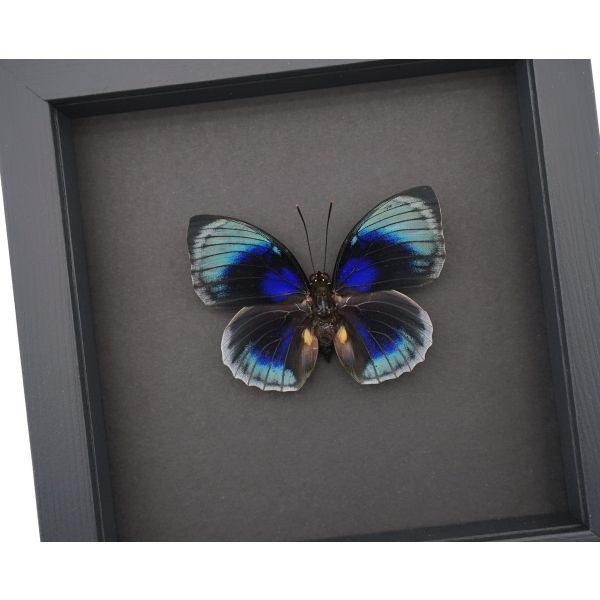Rare Blue Butterfly Agrias beatifica lachaumei Framed Taxidermy Moonlight Display