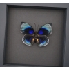 Rare Blue Butterfly Agrias beatifica lachaumei Framed Taxidermy Moonlight Display