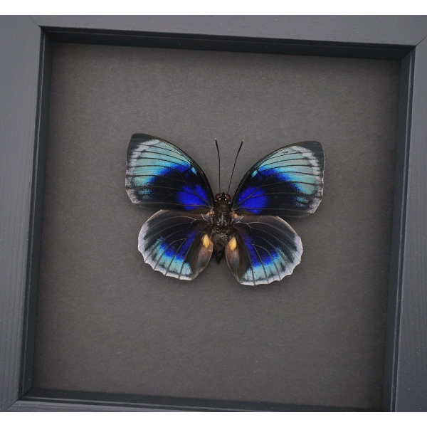 Rare Blue Butterfly Agrias beatifica lachaumei Framed Taxidermy Moonlight Display