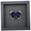 Rare Blue Butterfly Agrias beatifica lachaumei Framed Taxidermy Moonlight Display