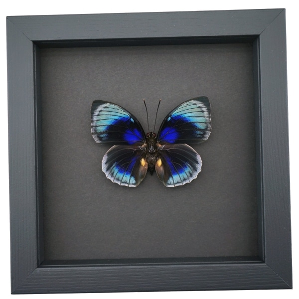 Rare Blue Butterfly Agrias beatifica lachaumei Framed Taxidermy Moonlight Display