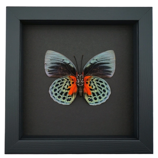 Rare Blood Red Butterfly Agrias beatifica lachaumei Female Verso Framed Taxidermy Moonlight Display