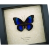 Rare Electric Blue Hybrid Butterfly Agrias beatifica lachaumei Prepona laertes Framed Taxidermy Display