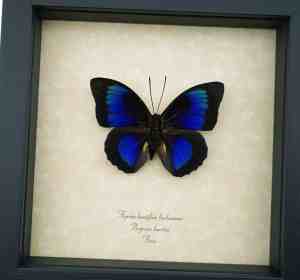 Rare Electric Blue Hybrid Butterfly Agrias beatifica lachaumei Prepona laertes Framed Taxidermy Display