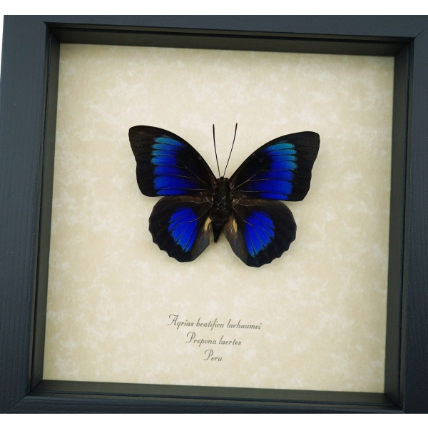 Rare Electric Blue Hybrid Butterfly Agrias beatifica lachaumei Prepona laertes Framed Taxidermy Display