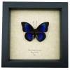 Rare Electric Blue Hybrid Butterfly Agrias beatifica lachaumei Prepona laertes Framed Taxidermy Display