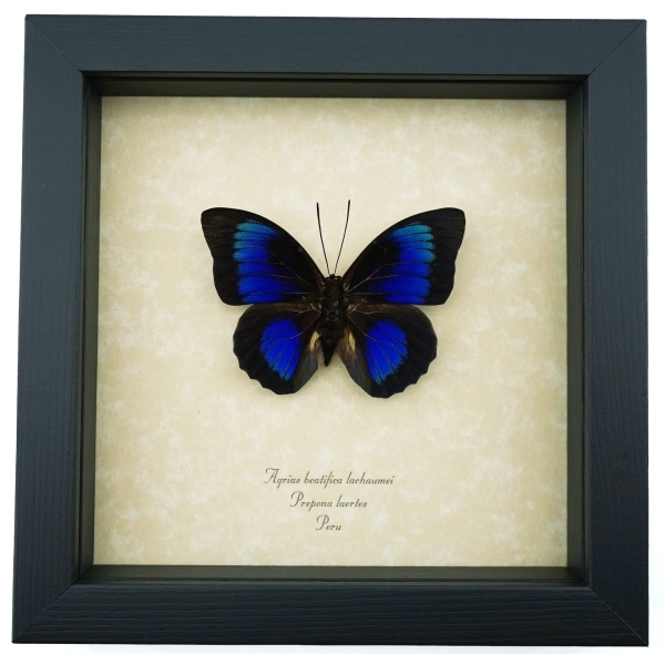 Rare Electric Blue Hybrid Butterfly Agrias beatifica lachaumei Prepona laertes Framed Taxidermy Display