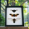 Giant Cicada Collection Real Framed Insect Taxidermy Classic Black Display