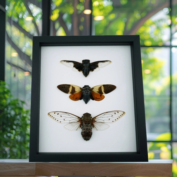 Giant Cicada Collection Real Framed Insect Taxidermy Classic Black Display