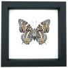 Baeotus baeotus Gold Flower Butterfly Framed Taxidermy Classic Black Display