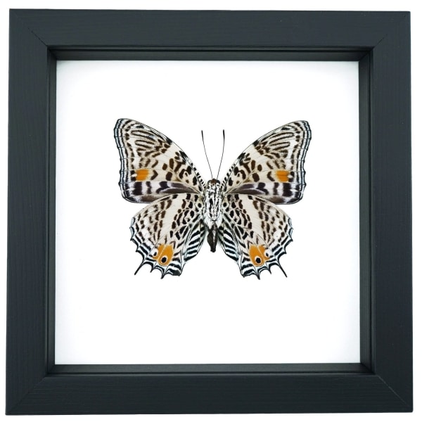 Baeotus baeotus Gold Flower Butterfly Framed Taxidermy Classic Black Display