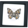 Baeotus baeotus Gold Flower Butterfly Framed Taxidermy Classic Black Display