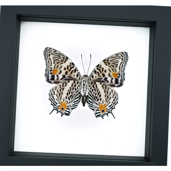 Baeotus baeotus Gold Flower Butterfly Framed Taxidermy Classic Black Display