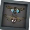 Cicada Collection Blue Clear Winged Cicadas Framed Taxidermy Moonlight Display