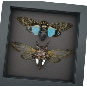 Cicada Collection Blue Clear Winged Cicadas Framed Taxidermy Moonlight Display