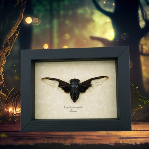 Bat Winged Cicada Cryptotympana Aguila Framed Insect Taxidermy Display
