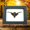 Bat Winged Cicada Cryptotympana Aguila Framed Insect Taxidermy Classic Black Display