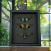 Cicada Collection Blue Green Clear Winged Real Framed Insect Taxidermy Moonlight Display
