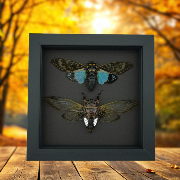Cicada Collection Blue Clear Winged Cicadas Framed Taxidermy Moonlight Display