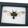 Framed Clear Winged Cicada Cryptotympana acuta Insect Taxidermy Classic Black Display