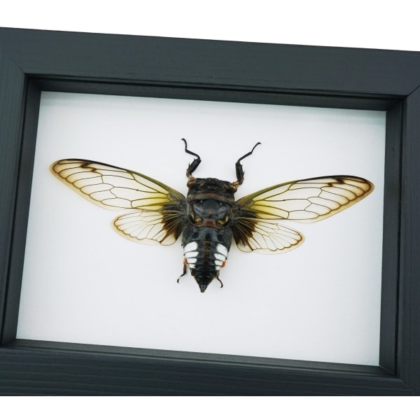 Framed Clear Winged Cicada Cryptotympana acuta Insect Taxidermy Classic Black Display